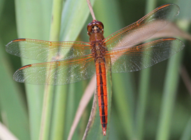 Needham's Skimmer